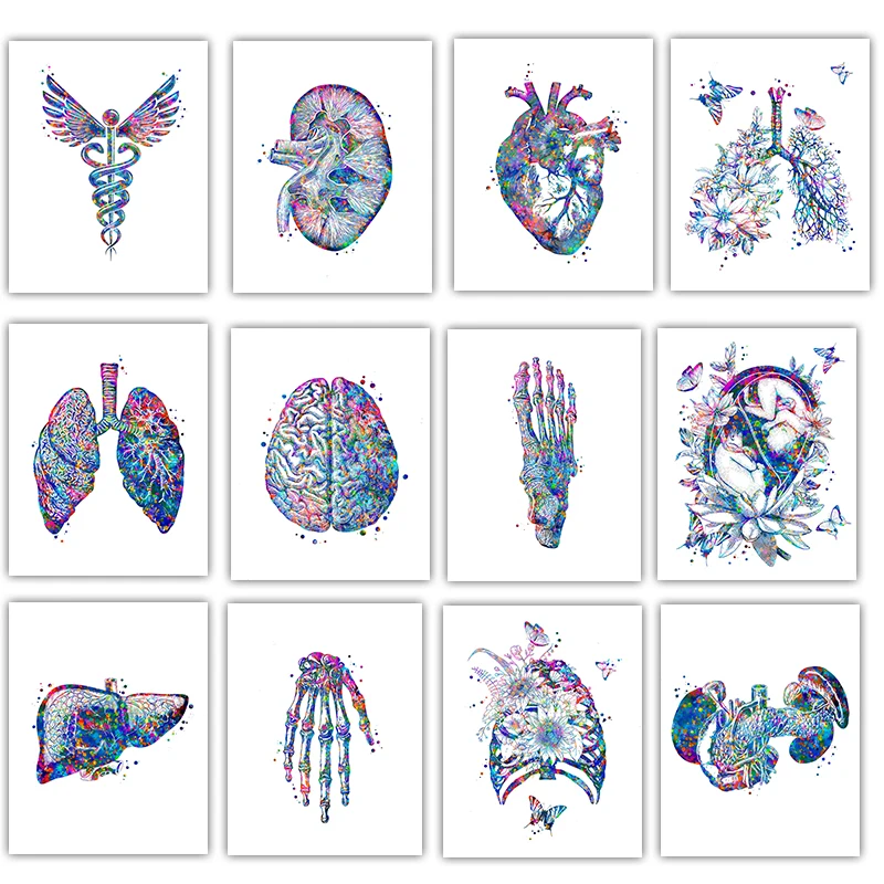 Anatomiczny plakat medyczny Kw – Medical Lab Posters recenzja i cena